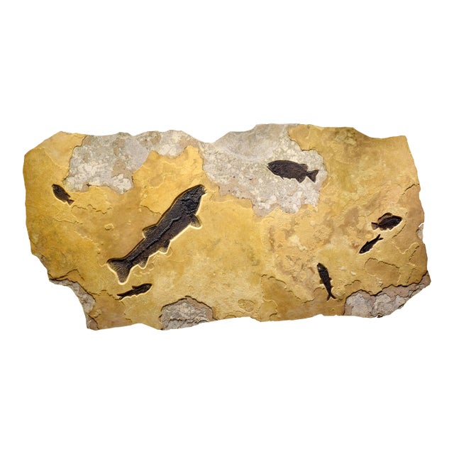 Fossil Fish Mural 4779gm For Sale