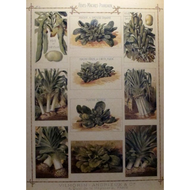 1900 Antique French Vegetable Chart For Sale