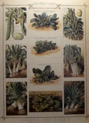 1900 Antique French Vegetable Chart