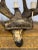 Vintage Traditional Scandinavian Reindeer Antler Candlestick For Sale - Image 4 of 4