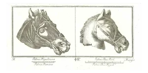 Horses Heads, Ancient Roman Bas-Reliefs, Original Etching, 18th-Century