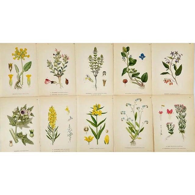 Set of ten antique botanical color lithographs from Carl Axel Magnus Lindman’s celebrated Bilder ur Nordens Flora,...