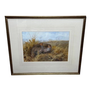 British Ornithology Watercolor of Grey Partridges in New Forest Moor in the Manner of Archibald Thorburn For Sale
