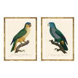 Barraband Parrots – Blue Fronted Parrots (Set of 2), Framed in Bronze Bamboo For Sale