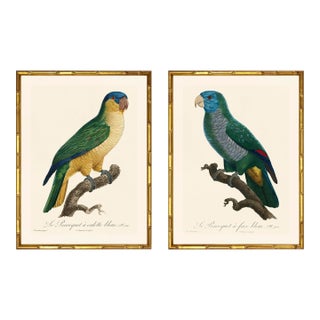 Barraband Parrots – Blue Fronted Parrots (Set of 2), Framed in Bronze Bamboo For Sale
