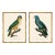 Barraband Parrots – Blue Fronted Parrots (Set of 2), Framed in Bronze Bamboo For Sale
