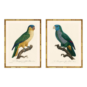 Barraband Parrots – Blue Fronted Parrots (Set of 2), Framed in Bronze Bamboo
