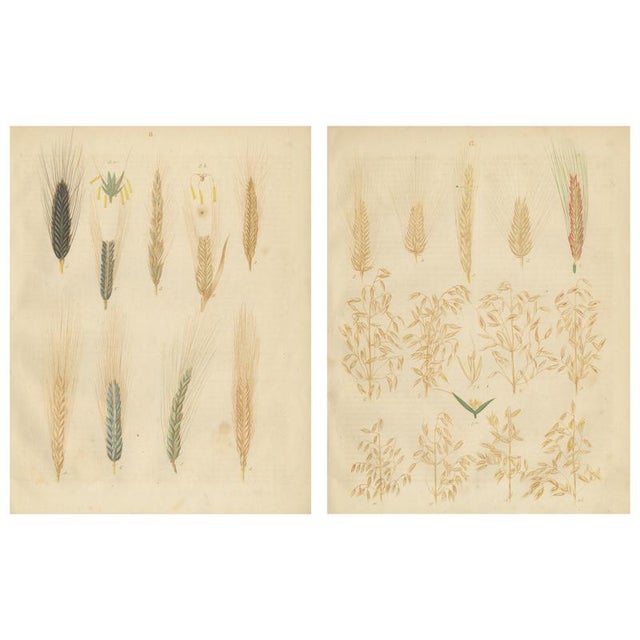 Carl Gustav Calwer, Wheat and Rye, 1852, Paper, Set of 2 For Sale - Image 9 of 9