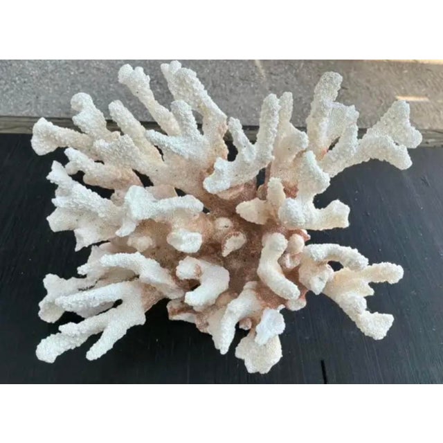 White Natural White Coral Reef Specimen For Sale - Image 8 of 8