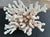 White Natural White Coral Reef Specimen For Sale - Image 8 of 8