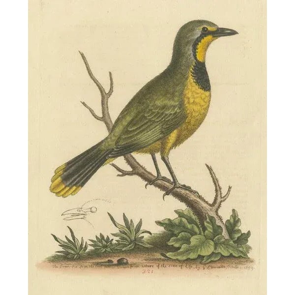Edwards, Green Pie from the East Indies, Print For Sale - Image 3 of 6