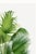 Green Fan Palm Botanical Study, Vintage Art Print Reproduction, 32" X 48" For Sale - Image 8 of 10