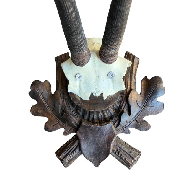 Chamois Trophy 222 Goat Horns Blakc Forest Mount For Sale - Image 4 of 5