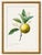Paper Orange by Redouté, Vintage Botanical Art Print, 12" X 16" For Sale - Image 7 of 8