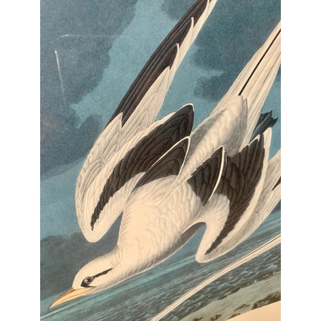 1960s After John James Audubon Octavo Plate 262 Reproduction Print, Framed For Sale - Image 9 of 13