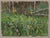 Flowers, Showers by Judd Mercer | Gouache On Paper Floral landscape with various wildflowers. For Sale