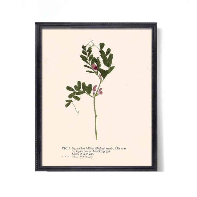 Antique Botanical Set in Oxblood - Set of 8 11" X 14" For Sale - Image 11 of 12