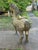 A massive and Rare Horse by famed Mexican Artist Sergio Bustamonte. Birth: Born in 1949 in Culiacán, Sinaloa, Mexico. •...