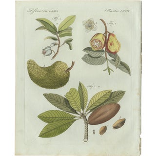 Bertuch, Tropical Fruits, 1800, Engraving For Sale