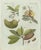 Bertuch, Tropical Fruits, 1800, Engraving For Sale