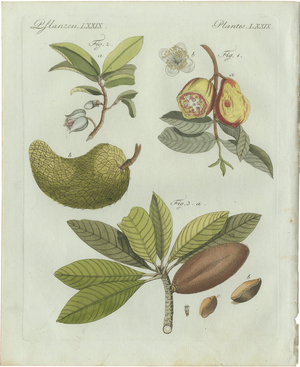 Bertuch, Tropical Fruits, 1800, Engraving