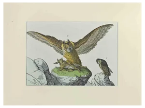 Johann Friedrich Naumann, Great Owl, Etching, 1840