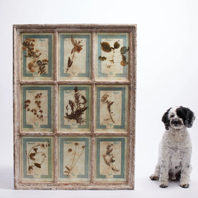 Antique Italian Botanical Collection in a Window Frame For Sale In West Palm - Image 6 of 7