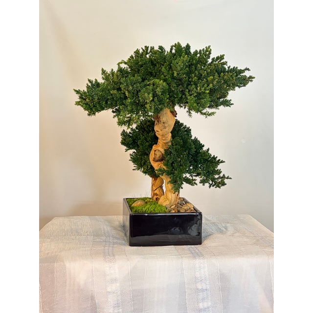 Contemporary Organic Modern Faux Bonsai Tree on California Grapewood Root in Porcelain Planter For Sale - Image 3 of 5