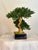 Contemporary Organic Modern Faux Bonsai Tree on California Grapewood Root in Porcelain Planter For Sale - Image 3 of 5