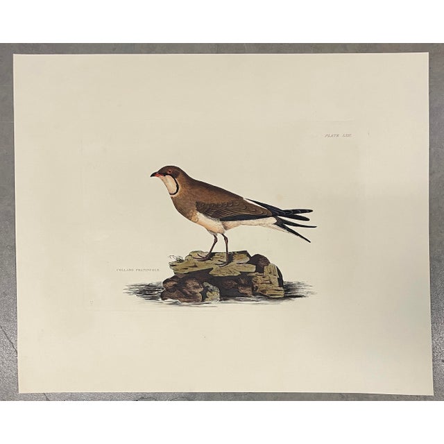 English 1840s John Selby Collard Pratincole, Ornithological Engraving For Sale - Image 3 of 3