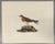 English 1840s John Selby Collard Pratincole, Ornithological Engraving For Sale - Image 3 of 3