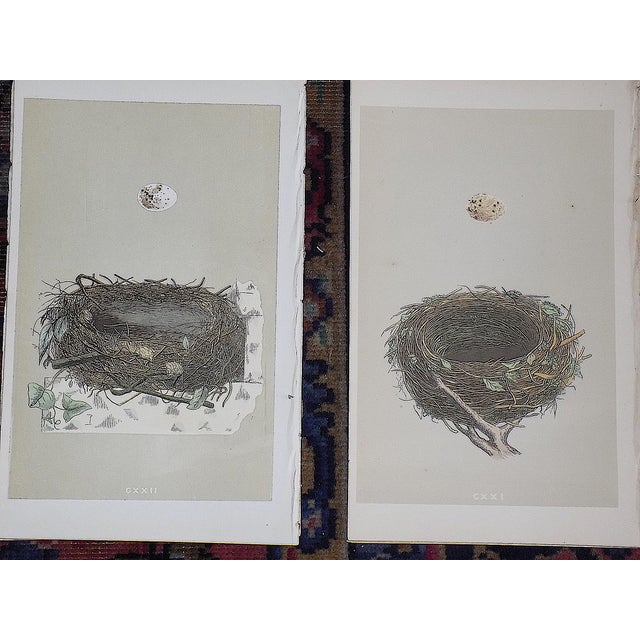 Printmaking Materials Authentic Antique 19th Century Hand Colored Bird Nest & Egg Lithographs - Set of 12 For Sale - Image 7 of 9