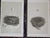 Printmaking Materials Authentic Antique 19th Century Hand Colored Bird Nest & Egg Lithographs - Set of 12 For Sale - Image 7 of 9