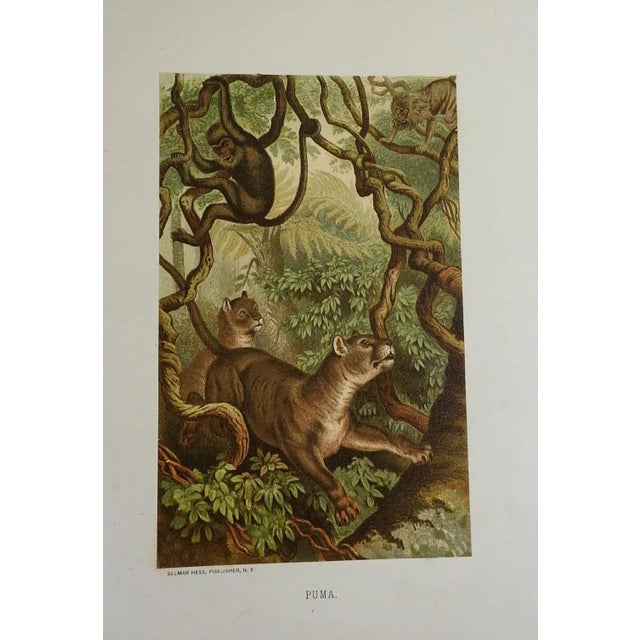 English Antique Circa 1885 Big Cats Chromolithograph Book Plate Prints - Set of 3 For Sale - Image 3 of 5