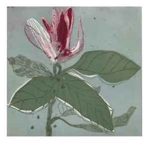 Marta Wakula, Magnolia X, Etching on Paper, 2020