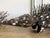 Folk Art Pair of Australian Aboriginal Wood Sculpture Echidna For Sale - Image 3 of 9