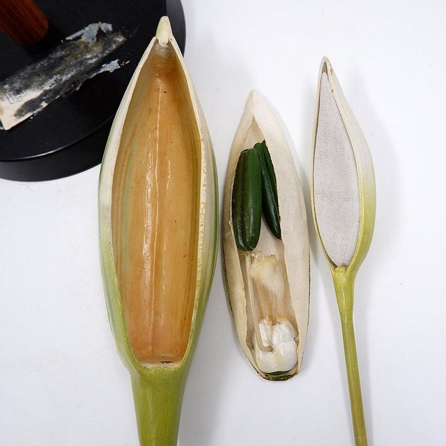 Osterloh Botanic Model of Wheat Flower, Germany, 1940s For Sale - Image 9 of 16