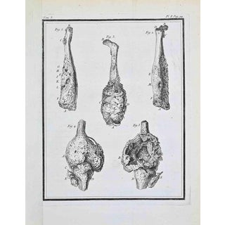 Jacques de Seve, Anatomical Studies, Etching, 1771 For Sale