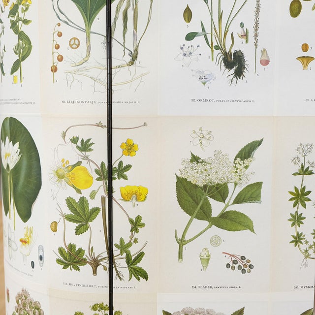 Swedish Modern Nordens Flora Cabinet by C. A. M. Lindman