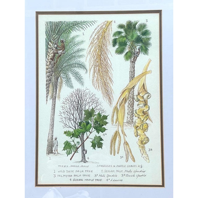 Brown Vintage Framed Botanical Palm Illustrations - Set of 2 For Sale - Image 8 of 15