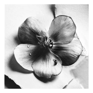 Ugne Pouwell, Black Hellebore No.4, 2024, Photography