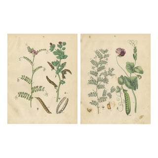 Carl Gustav Calwer, Peas and Beans, Germany, 1852, Paper, Set of 2 For Sale