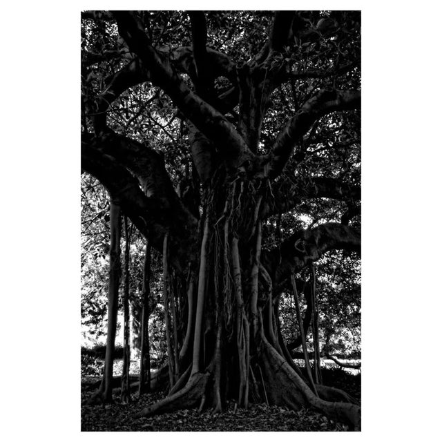 Black Tree, Signed Limited Edition 2011 For Sale