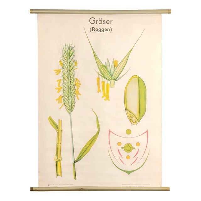 Botanical Poster by Volk und Wissen Volkseigener Verlag, Germany, 1980s For Sale