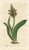 Illustration 1805, Orchid-Like Cape Cowslip Print, Curtis's Botanical Magazine, Original Antique Botanical Engraving, England For Sale - Image 3 of 3