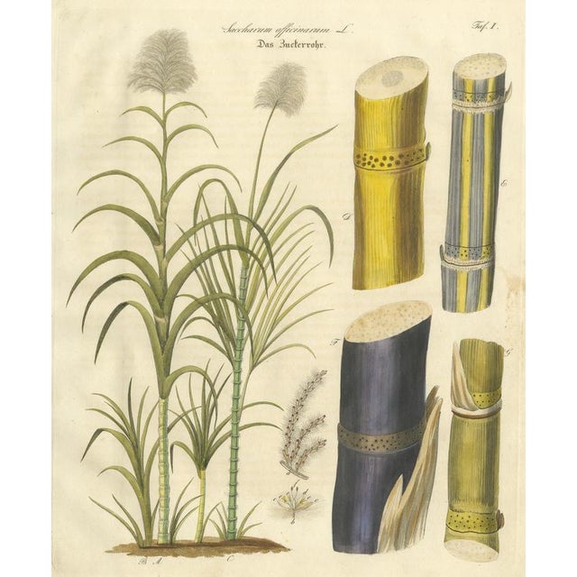 Saccharum Officinarum, 1800s, Paper For Sale - Image 3 of 10
