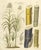 Saccharum Officinarum, 1800s, Paper For Sale - Image 3 of 10