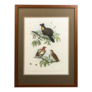 1864 Birds of Paradise Chromolithograph, Framed For Sale