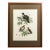 1864 Birds of Paradise Chromolithograph, Framed For Sale