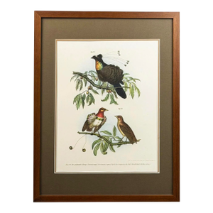 1864 Birds of Paradise Chromolithograph, Framed